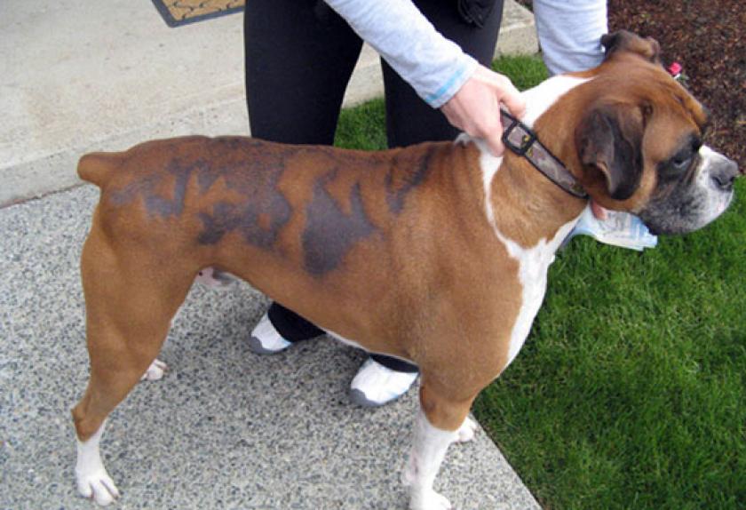 dog bald spot treatment