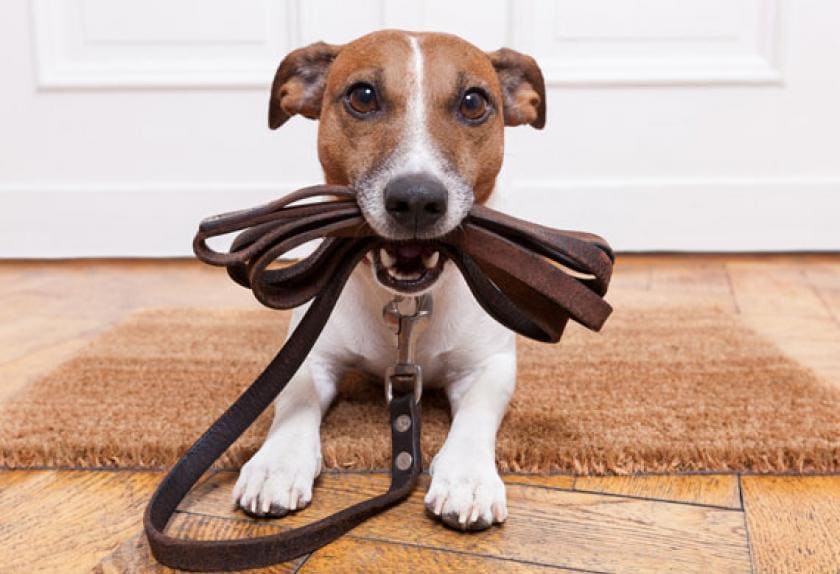 6 Ways to Get the Dog Ready for Your Baby PetMD
