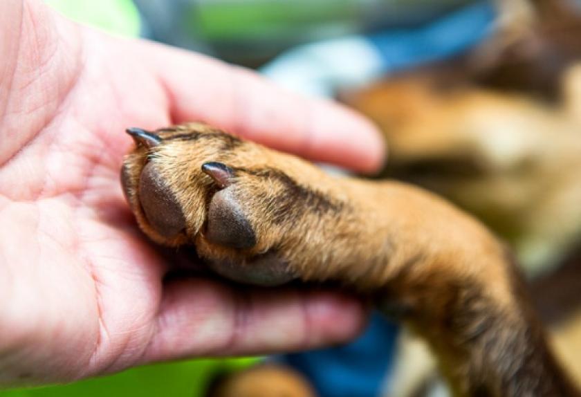 dog foot infection treatment