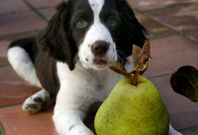 healthiest fruits for dogs
