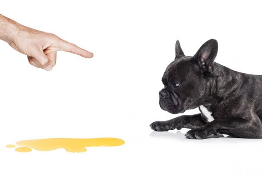5 Reasons Your Dog is Peeing in the House PetMD