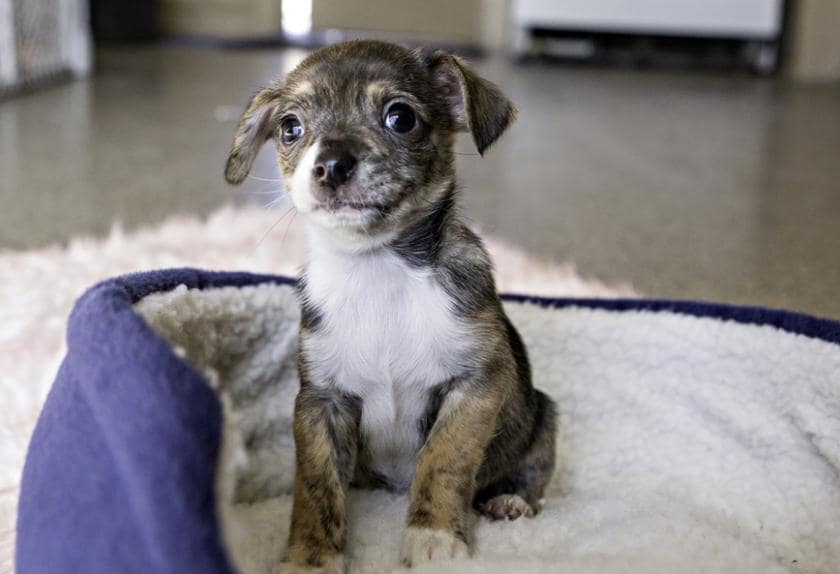 Reasons Your Dog Smells Bad PetMD