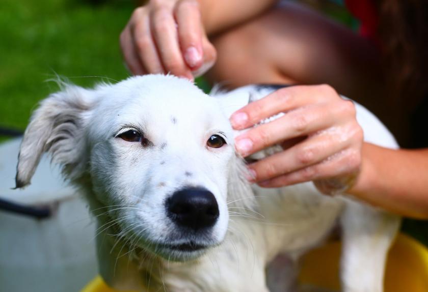 Reasons Your Dog Smells Bad PetMD