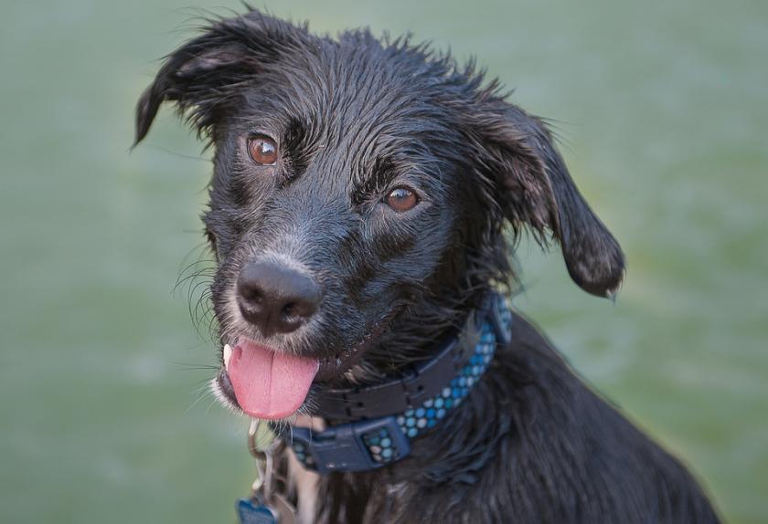 Reasons Your Dog Smells Bad PetMD