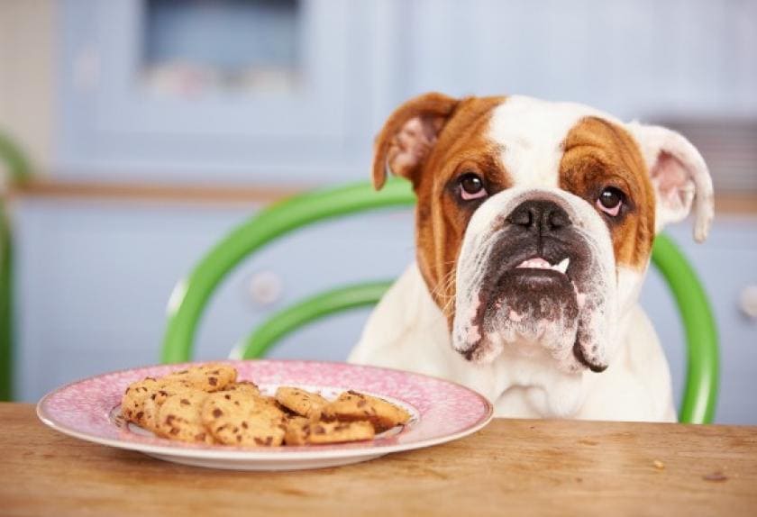 6 Reasons Why Your Dog Shouldn’t Have Sugar PetMD