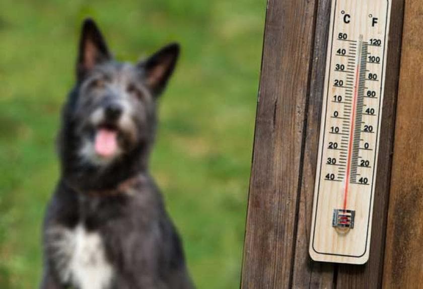 sign of heat in dogs