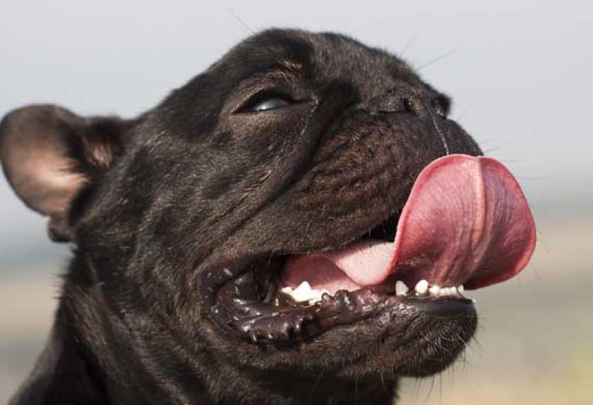 dog in heat having accidents