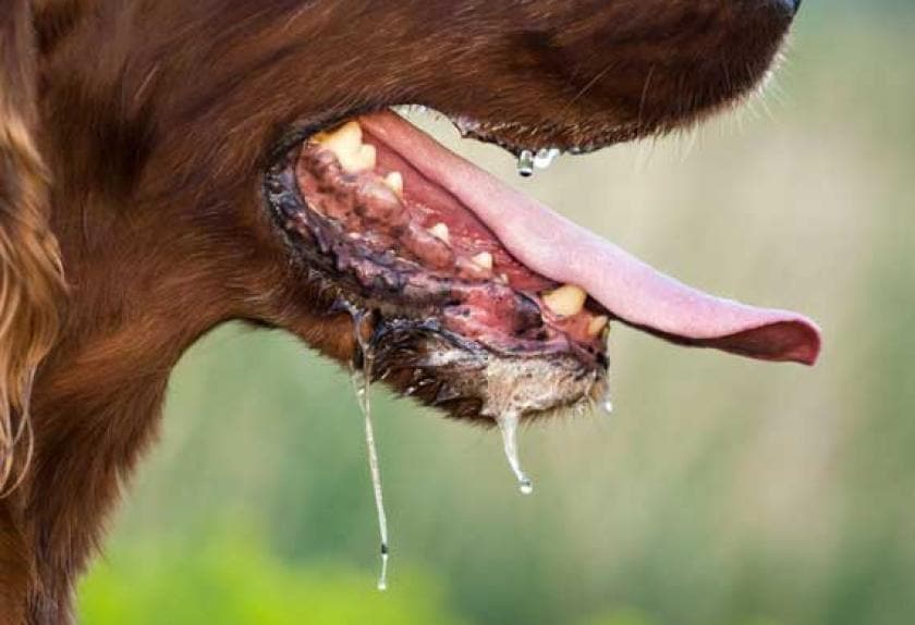 sign of heat in dogs