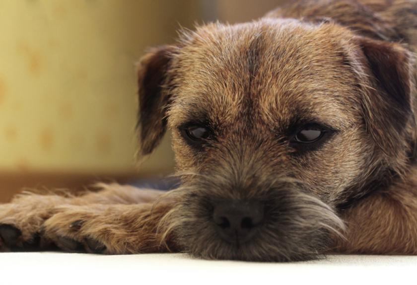 dog depressed after new dog