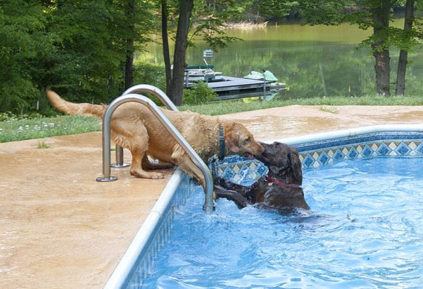 Top 10 Swimming Dog Breeds PetMD