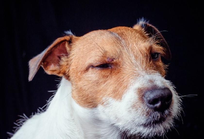 Signs of Epilepsy in Dogs PetMD