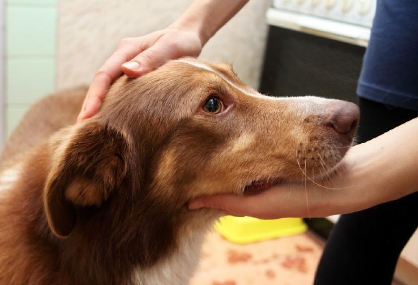 understanding-epilepsy-in-dogs-pets4homes