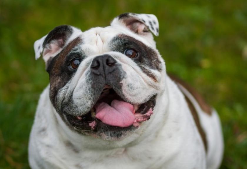 dog advanced diabetes