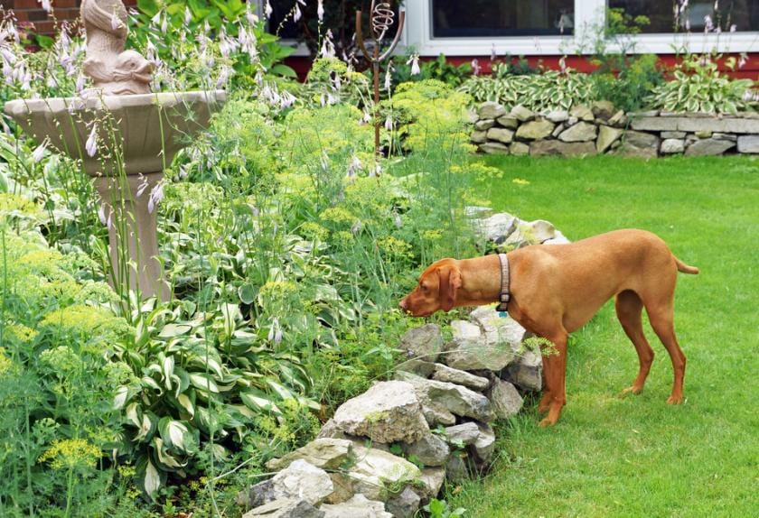 Flea Infestation Guide How to Kill and Get Rid of Fleas PetMD