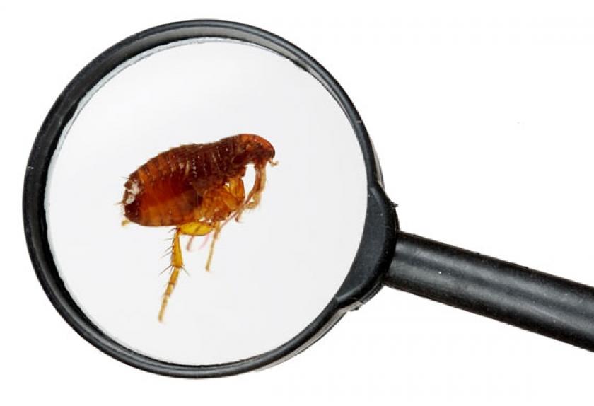 5 Dangerous Bugs No Dog Owner Wants Brought Indoors PetMD