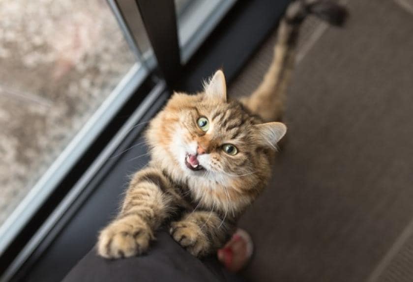10 Ways to Stop Your Cat from Peeing Outside the Litter Box PetMD