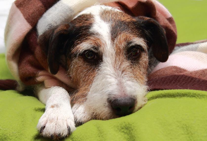 best foods for sick dogs