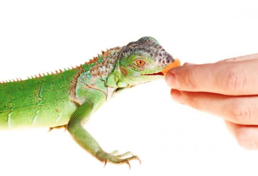 10 Fruits and Vegetables for Lizards PetMD