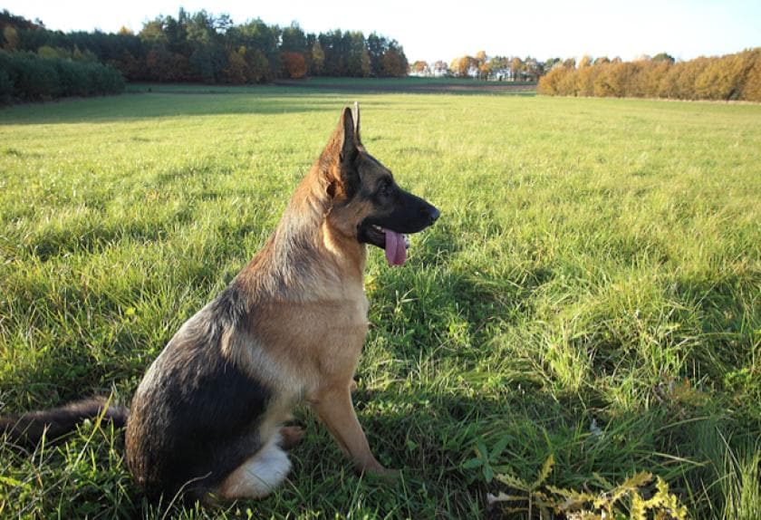 The 6 Most Common Disorders in Dogs PetMD