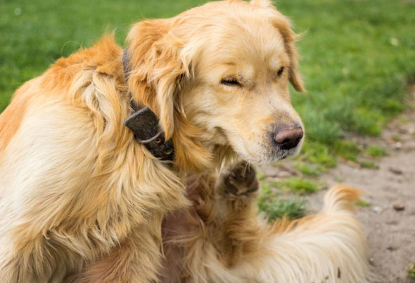 5 Common Reasons Your Dog is Scratching Himself