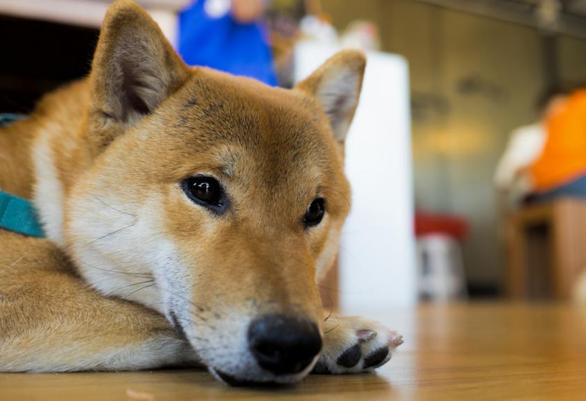 my dog drank fabuloso