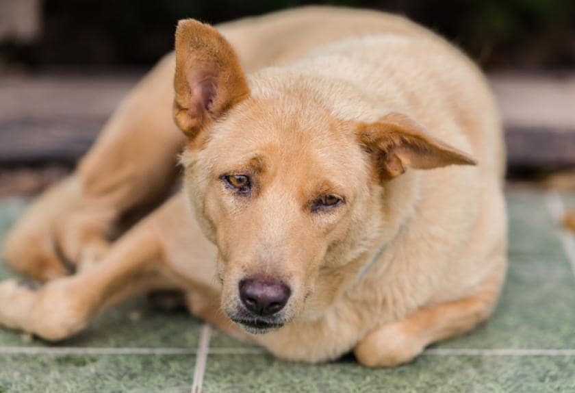 6 Reasons Your Dog Is Depressed PetMD