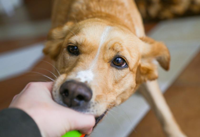 6 Ways to Help an Extra Hungry Dog PetMD
