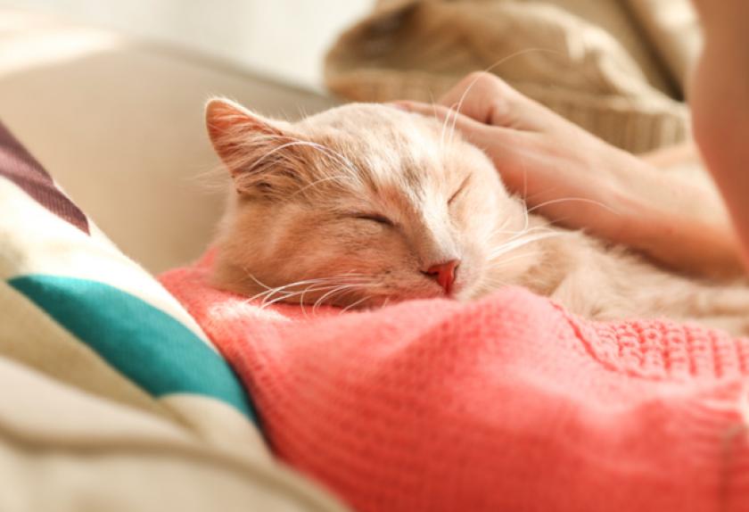Does Your Cat Love You? 7 Signs to Look For PetMD