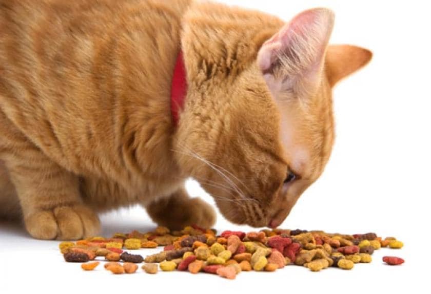 Three Essential Food Nutrients Your Cat Needs PetMD
