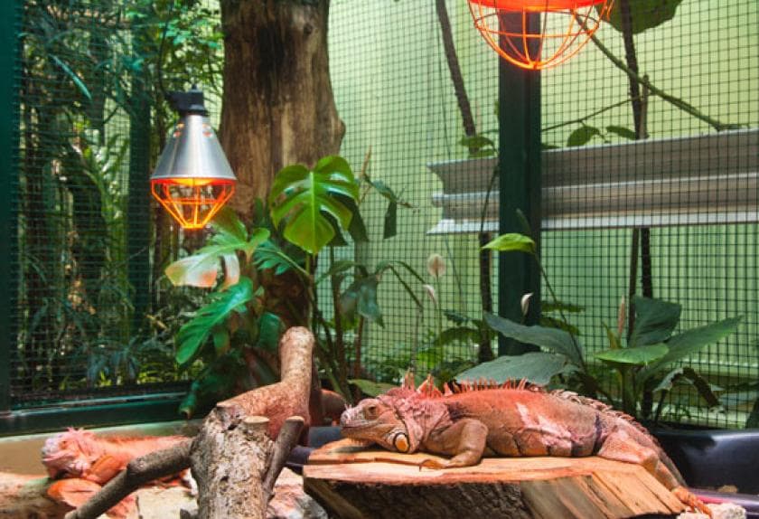 Reptile Terrarium Checklist 7 MustBuy Supplies PetMD