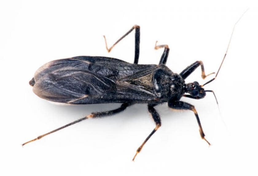 found a bug on my dog