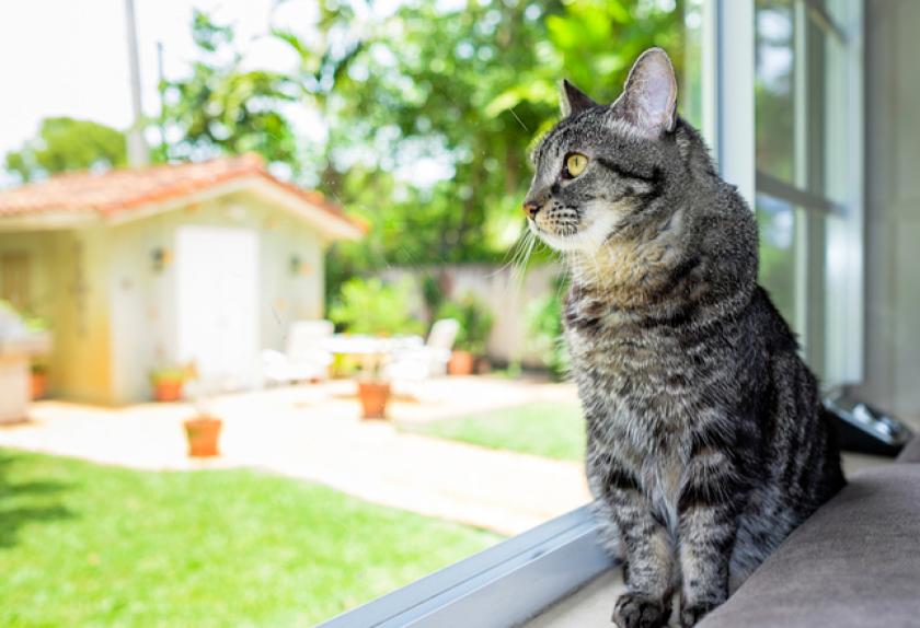 entertainment for cats home alone