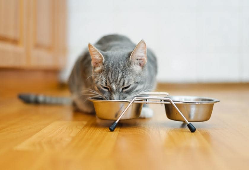 Leaving Your Cat Alone 9 Things You Need to Know PetMD