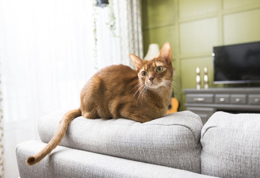 Leaving Your Cat Alone 9 Things You Need to Know PetMD