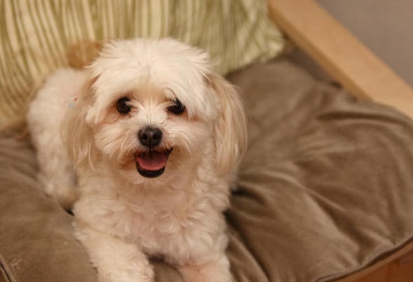 small dog health issues