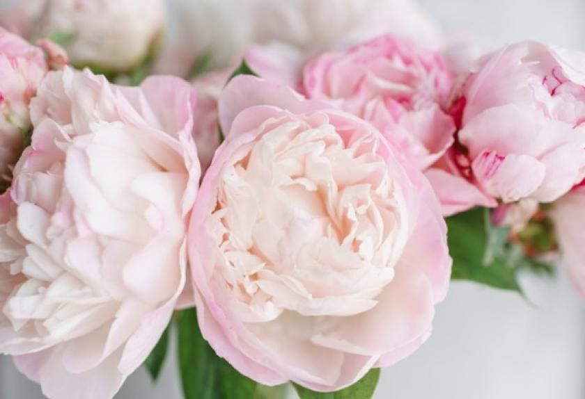 peonies toxic to dogs