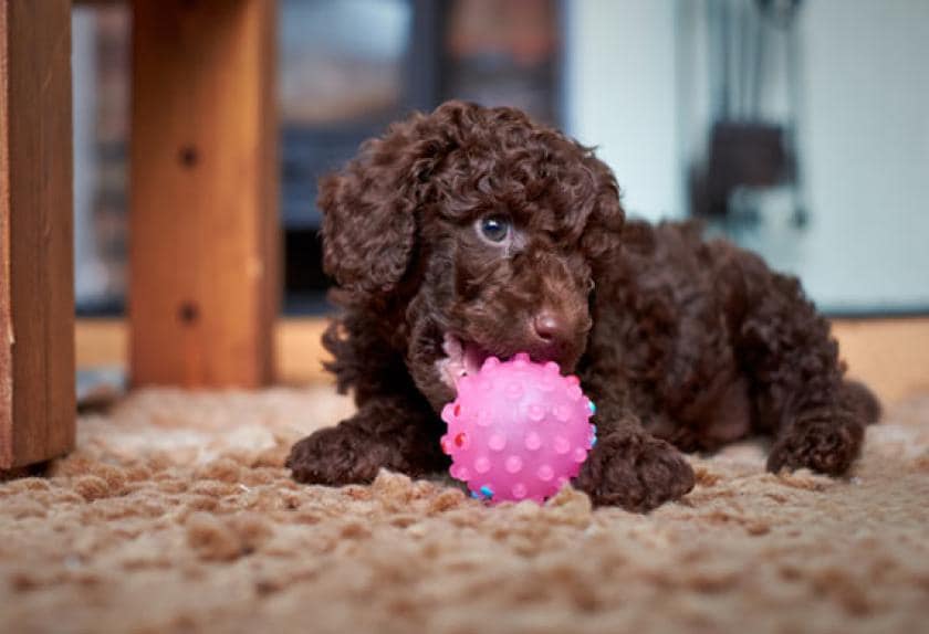 small dog health issues