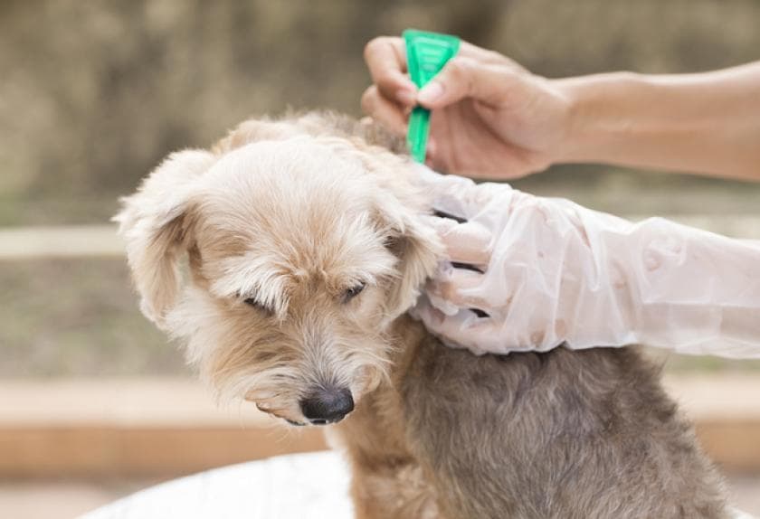 6 Types of Bacteria That Can Affect Your Pet PetMD