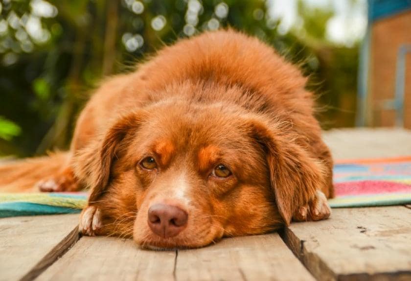 6 Things That Give Your Pet Gas | PetMD