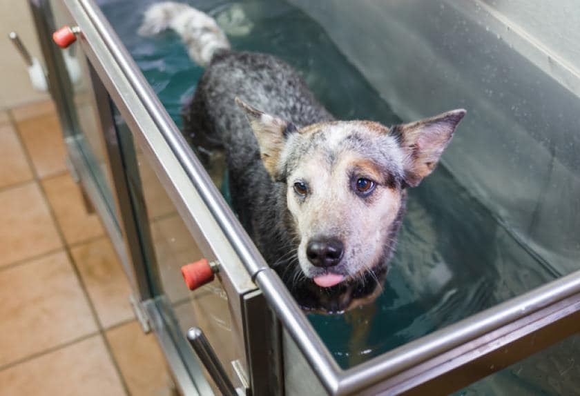 8 Dog Back Pain Remedies That Can Help Your Dog PetMD