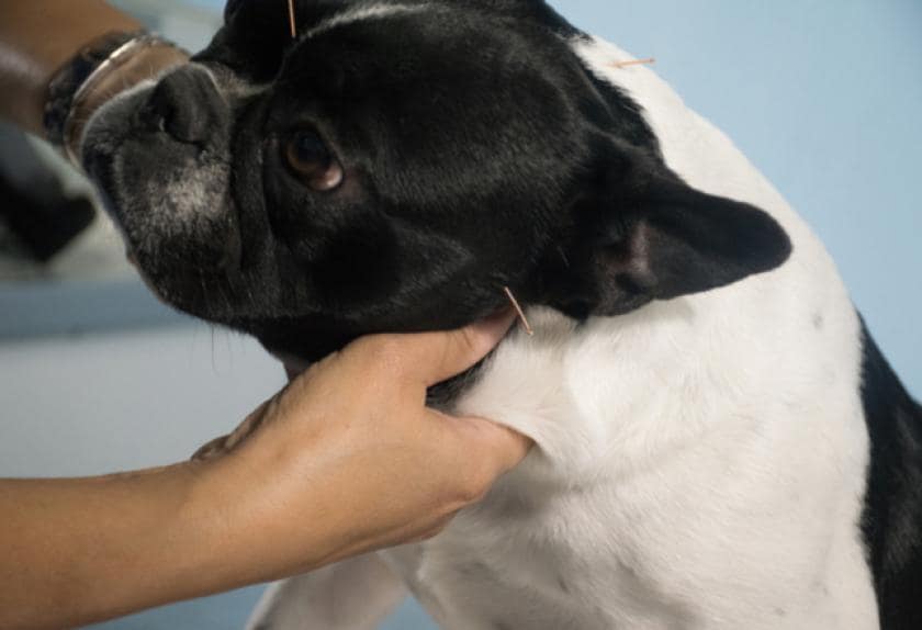 dog back pain remedies