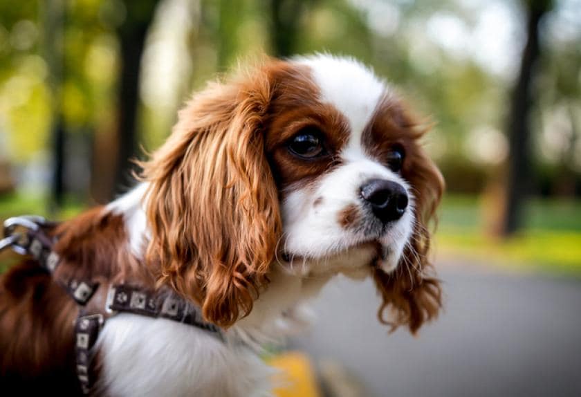 dog breeds prone to dcm