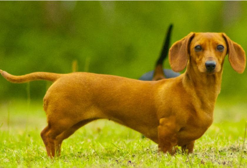 dog breeds prone to heart disease