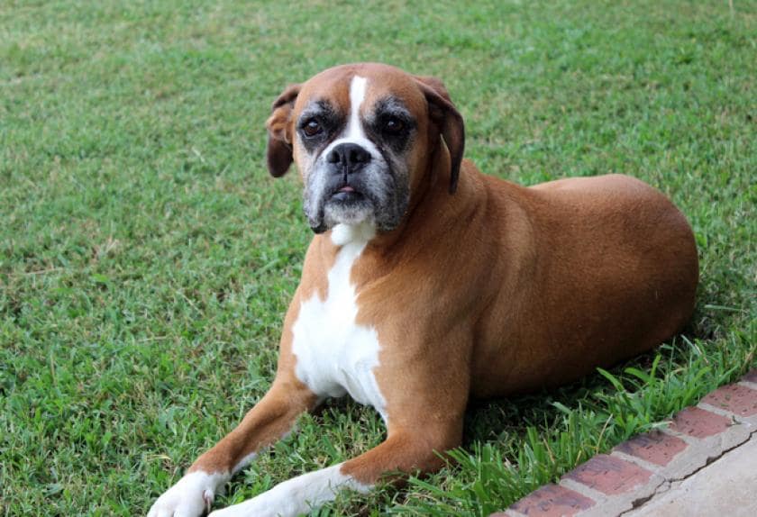 dog breeds prone to heart disease