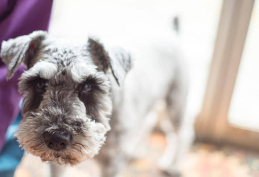 breeds predisposed to dcm