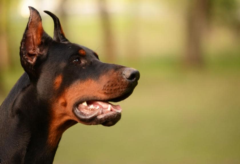 do dobermans like water