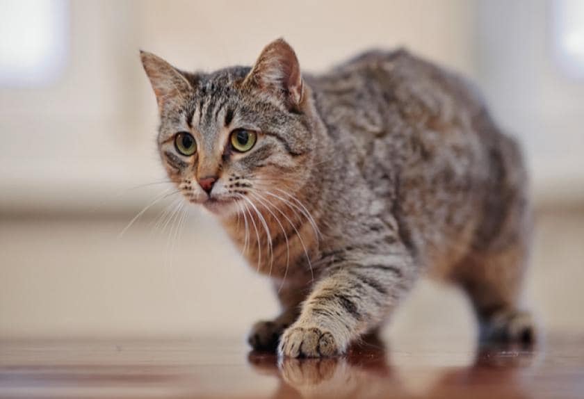 10 Helpful Ways to Calm Your Cat PetMD