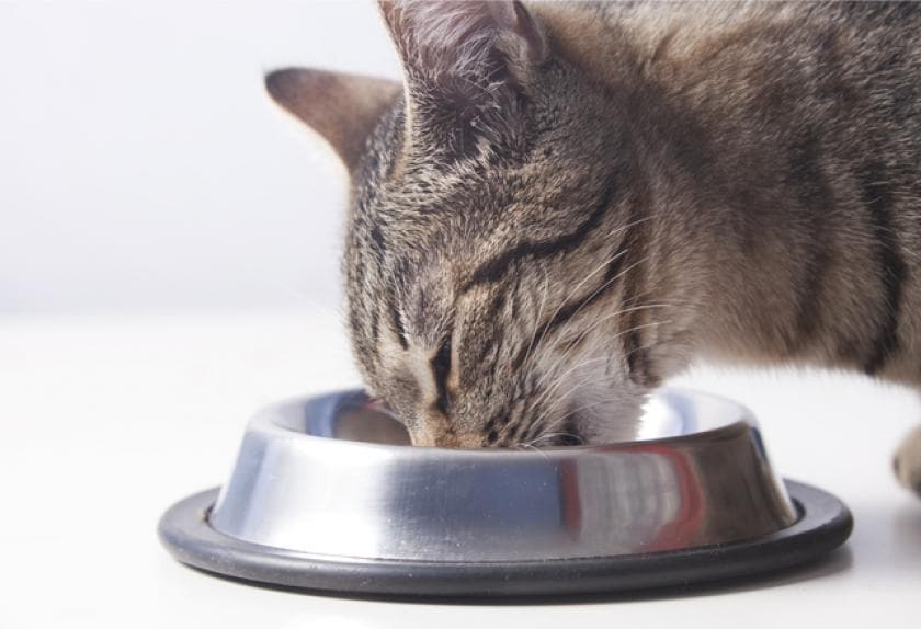 8 Common Ear Problems in Cats PetMD