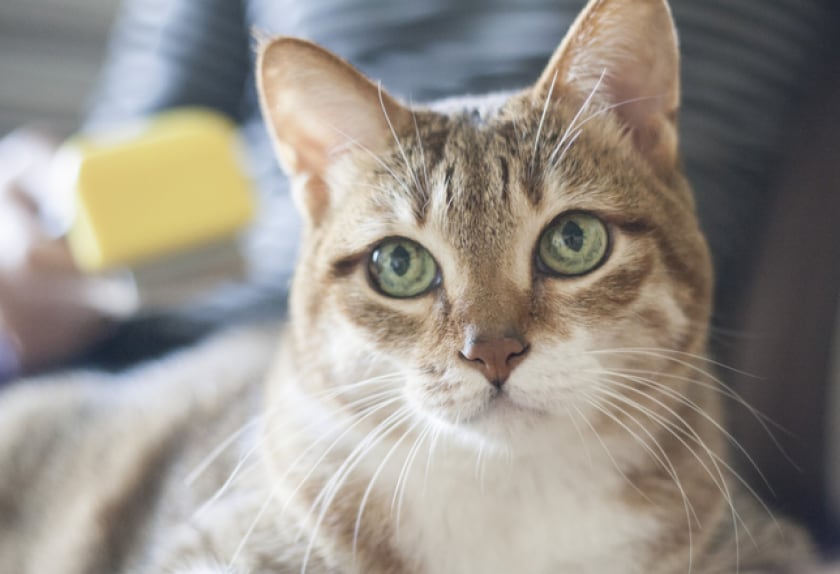 7 Tips for Treating Cat Eye Infections PetMD