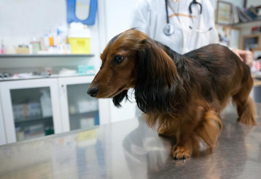 Back Problems in Dachshunds PetMD